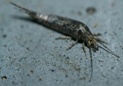 Lepismachilis notata