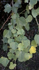 Adenia gummifera