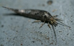 Lepismachilis notata