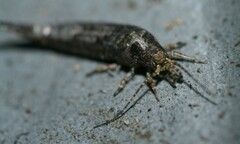 Lepismachilis notata