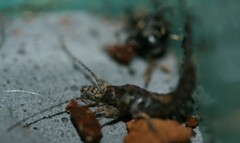 Lepismachilis notata