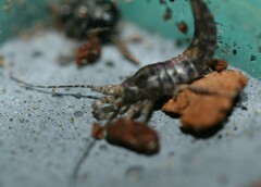 Lepismachilis notata