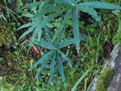 Arisaema consanguineum