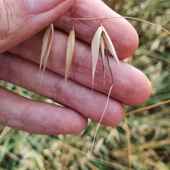 Avena