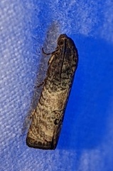 Epiblema desertana