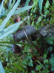 Arisaema consanguineum