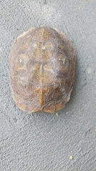 Rhinoclemmys rubida rubida