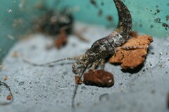 Lepismachilis notata