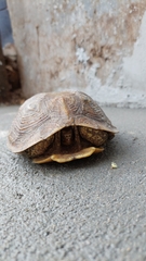 Rhinoclemmys rubida rubida