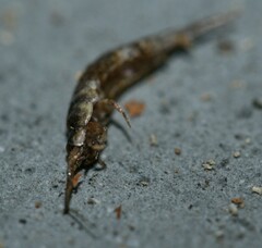 Lepismachilis notata