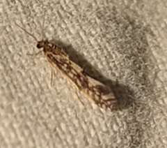 Agraylea multipunctata