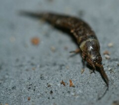 Lepismachilis notata