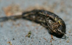 Lepismachilis notata