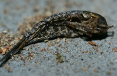 Lepismachilis notata