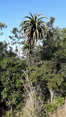 Aloe rupestris