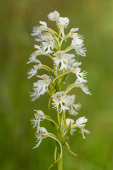Platanthera leucophaea