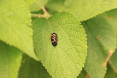 Okiscarta