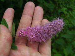 Spiraea salicifolia