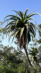 Aloe rupestris