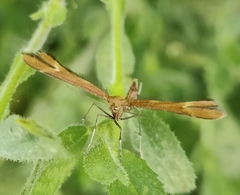 Marasmarcha lunaedactyla