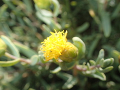 Pteronia glabrata