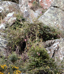 Passiflora pinnatistipula