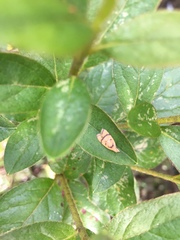 Lepidoptera