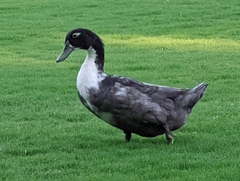 Anas platyrhynchos domesticus