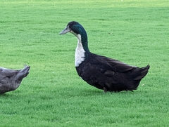 Anas platyrhynchos domesticus