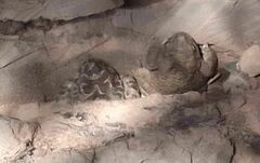 Sclerophrys mauritanica