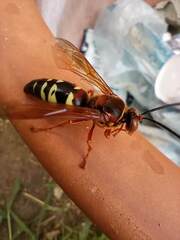 Sphecius