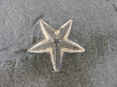 ヒラモミジガイ