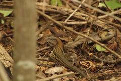 Aspidoscelis guttatus