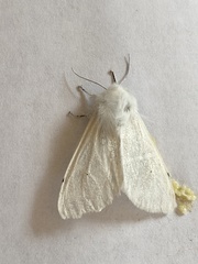 Spilosoma vestalis