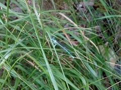 Platycnemis pennipes