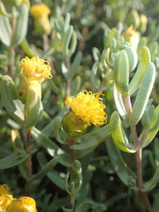 Pteronia glabrata