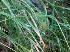 Platycnemis pennipes