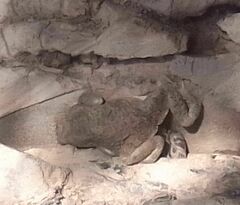 Sclerophrys mauritanica