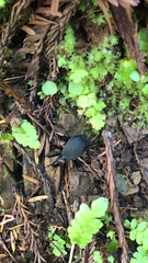 Scaphinotus angusticollis