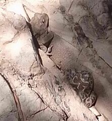 Sclerophrys mauritanica