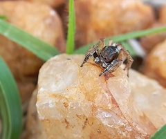 Stenaelurillus sarojinae