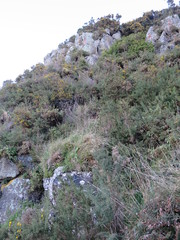 Passiflora pinnatistipula