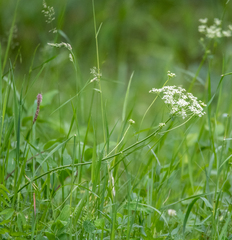 Aulacospermum anomalum