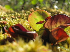 Pyrola asarifolia