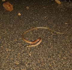 Sibynophis subpunctatus