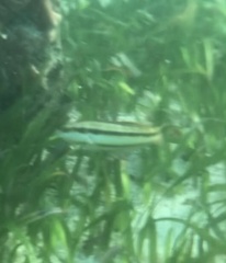 Halichoeres bivittatus