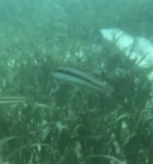 Halichoeres bivittatus