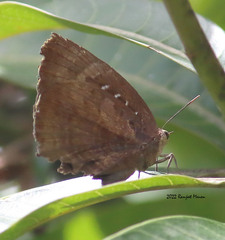 Arhopala centaurus