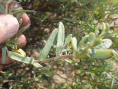 Pteronia glabrata