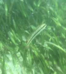 Halichoeres bivittatus